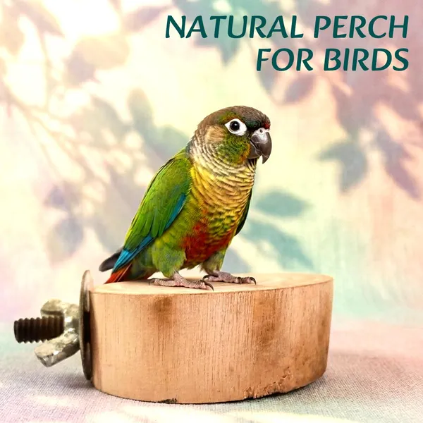 Tokyodo_Natural_Wooden_Stand_Platform_For_Hamster_Dwarf_Hamster_Birds_Round_Wood_Perch_Stand_For_Parrots_Budgies_Lovebirds_Small_Pet_Cage_Platform_Resting_Perch_Pack_Of_10