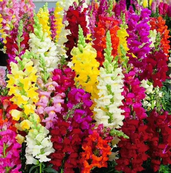 Natural_Antirrhinum_Seeds_Fo_Garden_Pack_Of_2