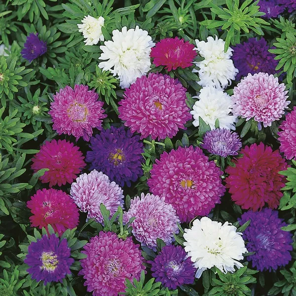 Natural_Aster_Seeds_Fo_Garden_Pack_Of_2