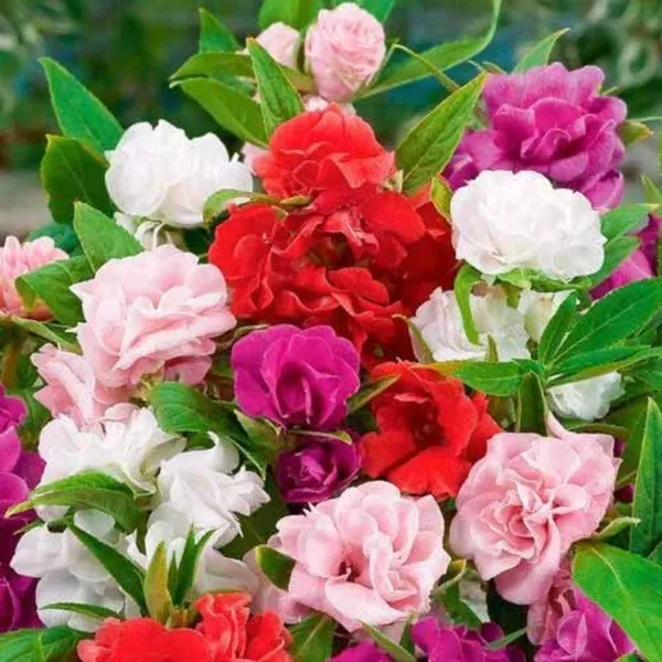 Natural_Balsam_Seeds_Fo_Garden_Pack_Of_2