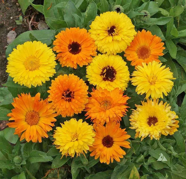 Natural_Calendula_Seeds_Fo_Garden_Pack_Of_2