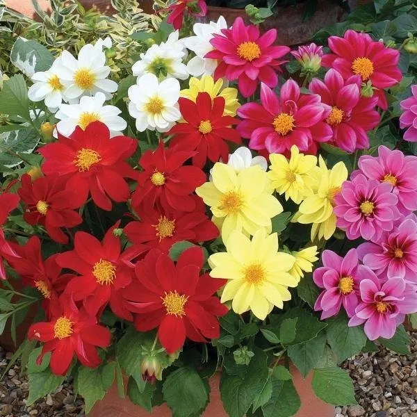 Natural_Dahlia_Seeds_Fo_Garden_Pack_Of_2