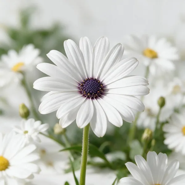 Natural_Dimorphotheca_Seeds_Fo_Garden_Pack_Of_2
