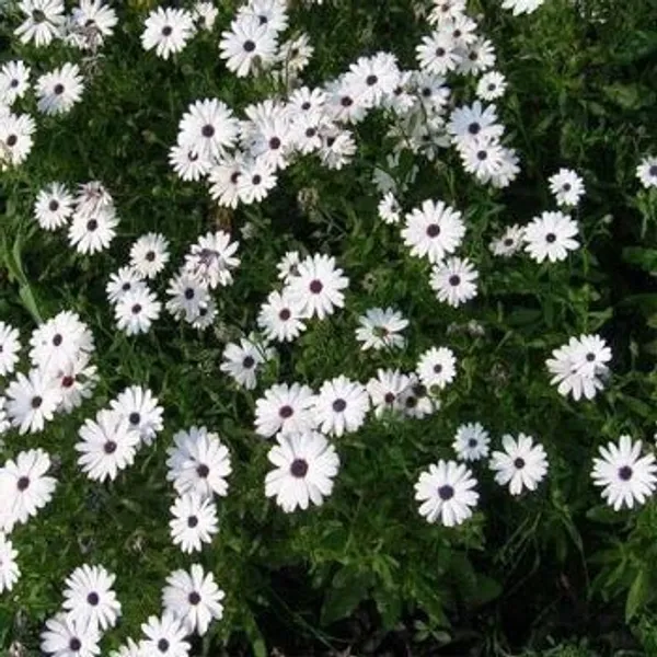 Natural_Dimorphotheca_Seeds_Fo_Garden_Pack_Of_2
