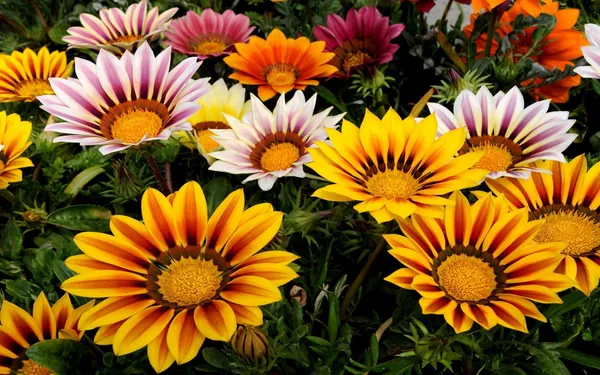 Natural_Gazania_Seeds_Fo_Garden_Pack_Of_2