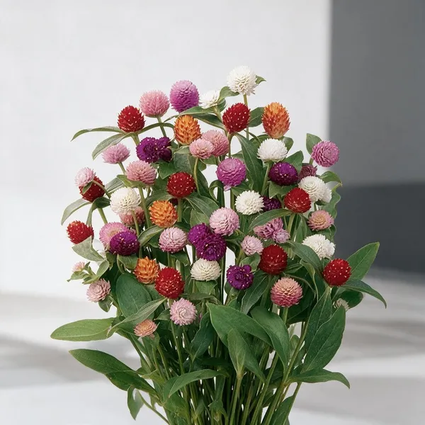 Natural_Gomphrena_Seeds_Fo_Garden_Pack_Of_2