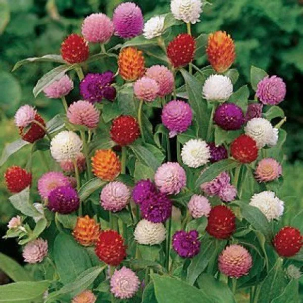 Natural_Gomphrena_Seeds_Fo_Garden_Pack_Of_2