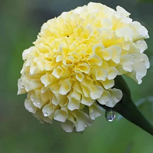 Natural_Marigold_Seeds_Fo_Garden_Pack_Of_2