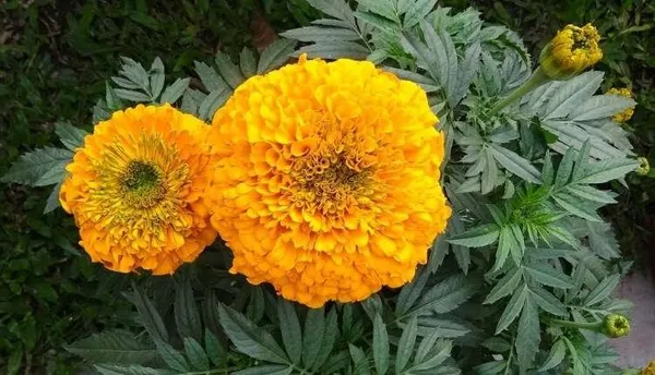 Natural_Marigold_Seeds_Fo_Garden_Pack_Of_2