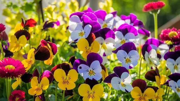 Natural_Pansy_Seeds_Fo_Garden_Pack_Of_2