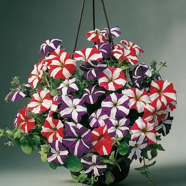 Natural_Petunia_Seeds_Fo_Garden_Pack_Of_3