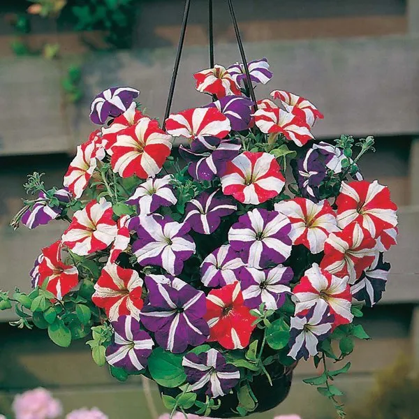 Natural_Petunia_Seeds_Fo_Garden_Pack_Of_3