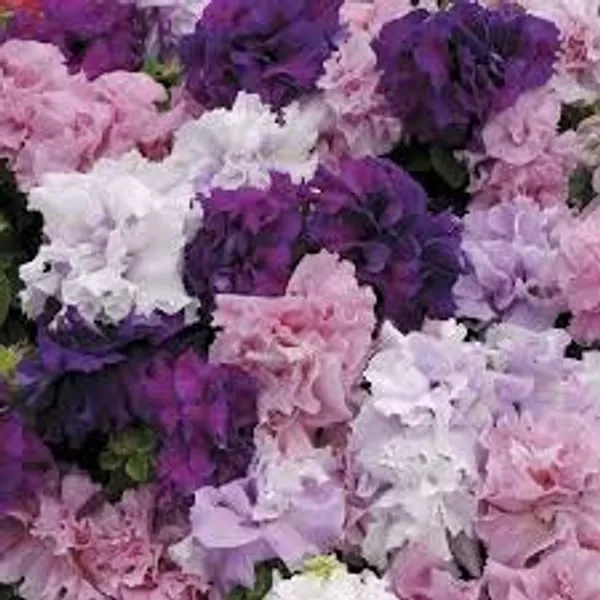 Natural_Petunia_Seeds_Fo_Garden_Pack_Of_2