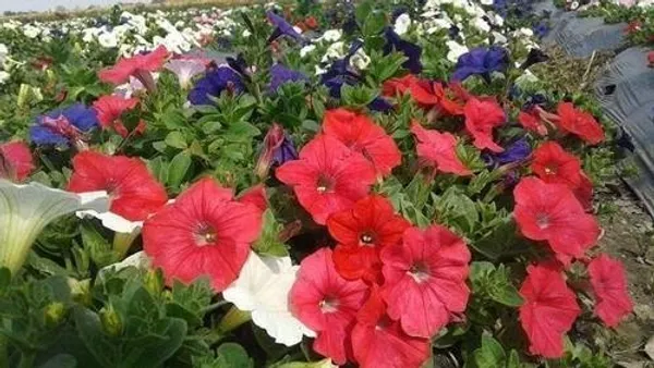 Natural_Petunia_Seeds_Fo_Garden_Pack_Of_2