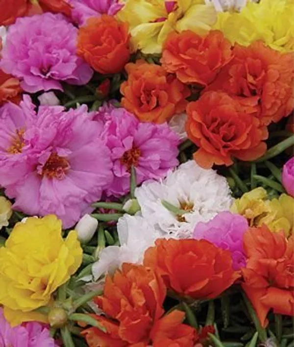 Natural_Portulaca_Seeds_Fo_Garden_Pack_Of_2