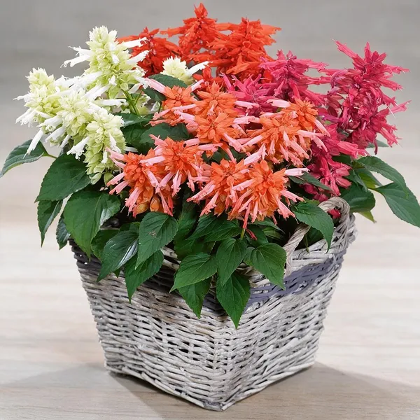Natural_Salvia_Seeds_Fo_Garden_Pack_Of_2