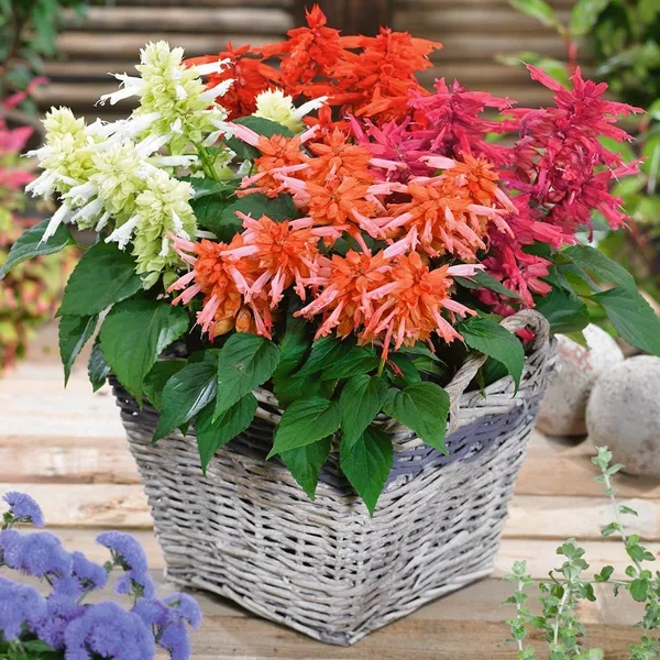 Natural_Salvia_Seeds_Fo_Garden_Pack_Of_2