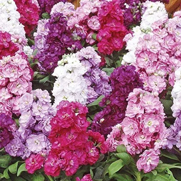 Natural_Stock_Seeds_Fo_Garden_Pack_Of_2