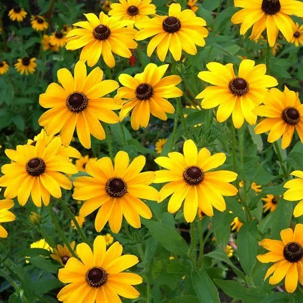 Natural_Sunflower_Seeds_Fo_Garden_Pack_Of_2