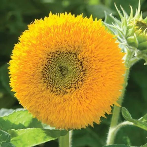 Natural_Sunflower_Seeds_Fo_Garden_Pack_Of_2