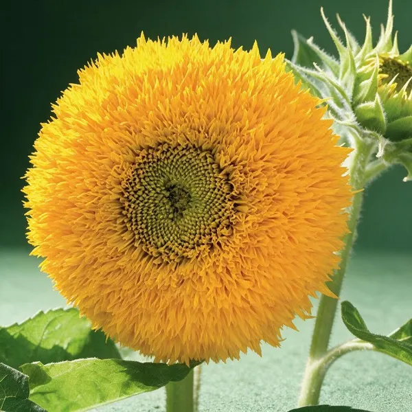 Natural_Sunflower_Seeds_Fo_Garden_Pack_Of_2