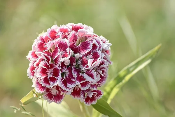 Natural_Sweet_William_Seeds_Fo_Garden_Pack_Of_2