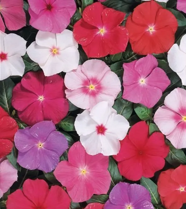 Natural_Vinca_Seeds_Fo_Garden_Pack_Of_2