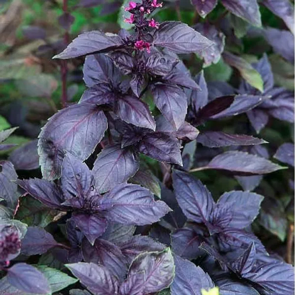 Natural_Basil_Seeds_Fo_Kitchen_Garden_Pack_Of_2