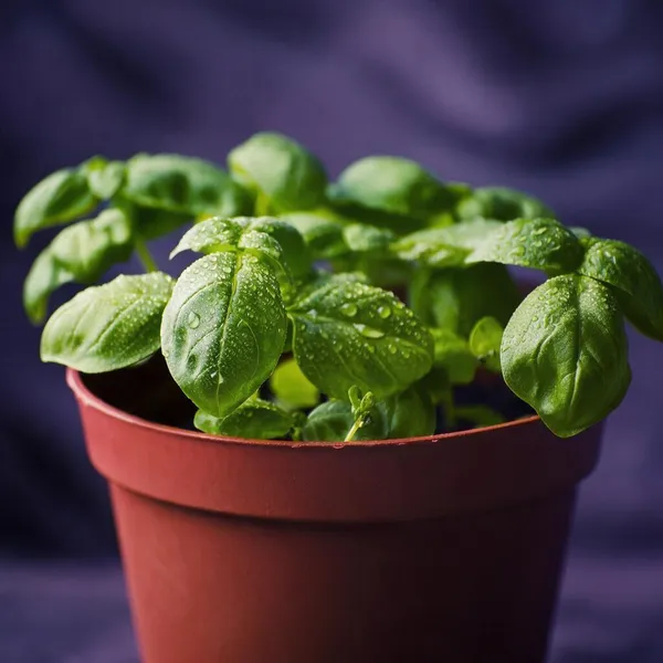 Natural_Basil_Seeds_Fo_Kitchen_Garden_Pack_Of_2