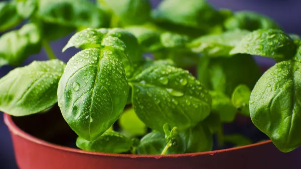 Natural_Basil_Seeds_Fo_Kitchen_Garden_Pack_Of_2