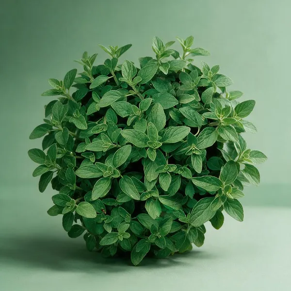 Natural_Oregano_Seeds_Fo_Kitchen_Garden_Pack_Of_2