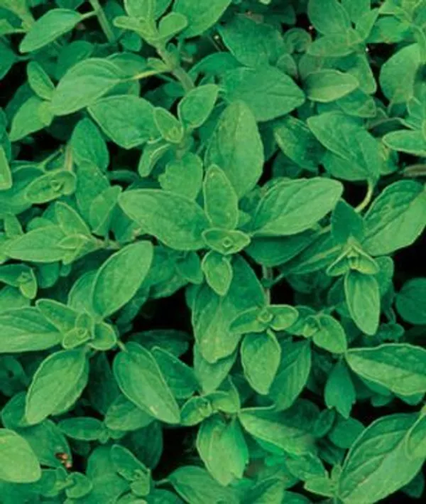 Natural_Oregano_Seeds_Fo_Kitchen_Garden_Pack_Of_2