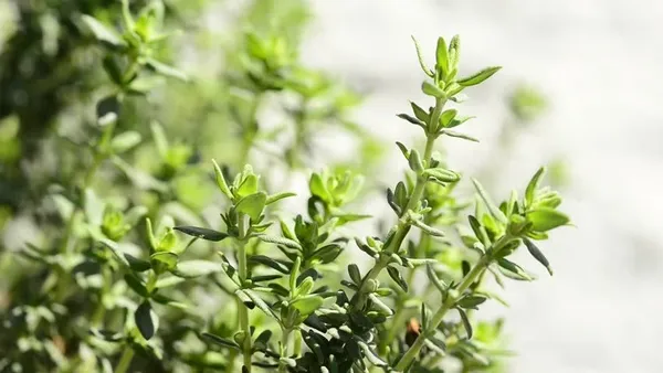 Natural_Thyme_Seeds_Fo_Kitchen_Garden_Pack_Of_2