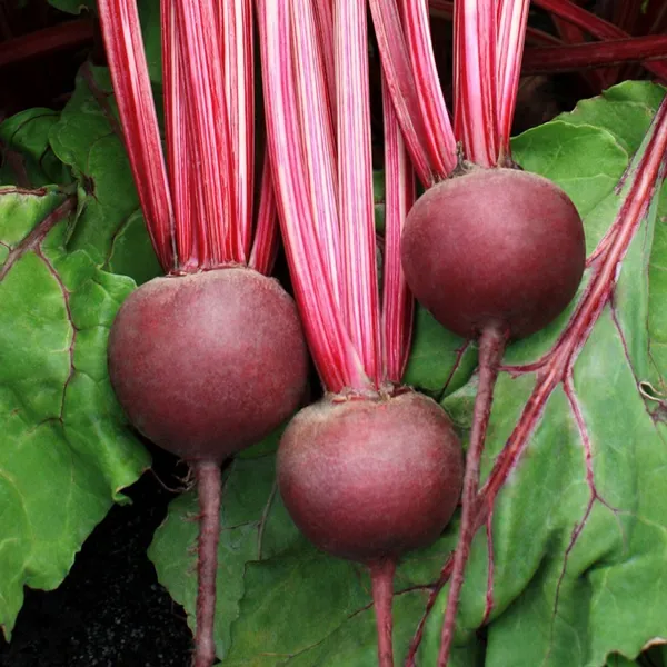 Natural_Beetroot_Seeds_Fo_Kitchen_Garden_Pack_Of_3
