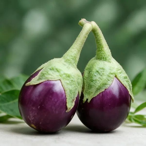 Natural_Brinjal_Seeds_Fo_Kitchen_Garden_Pack_Of_2