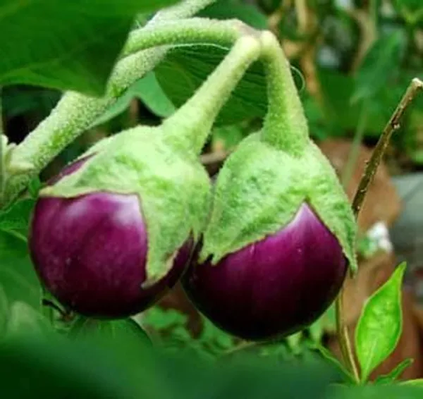 Natural_Brinjal_Seeds_Fo_Kitchen_Garden_Pack_Of_2