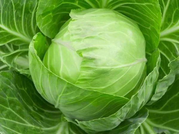 Natural_Cabbage_Seeds_Fo_Kitchen_Garden_Pack_Of_3