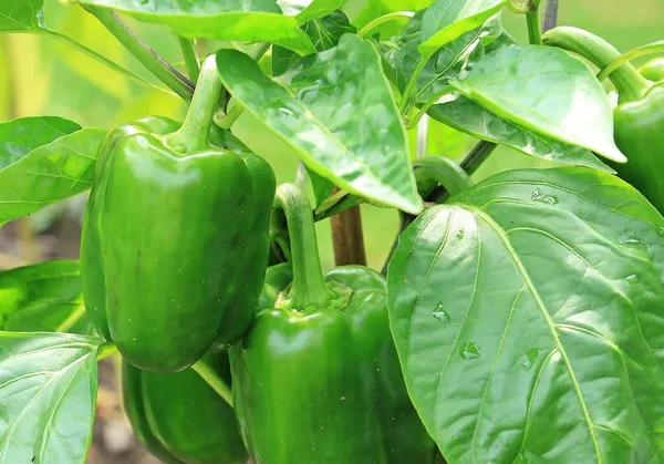 Natural_Capsicum_Seeds_Fo_Kitchen_Garden_Pack_Of_2