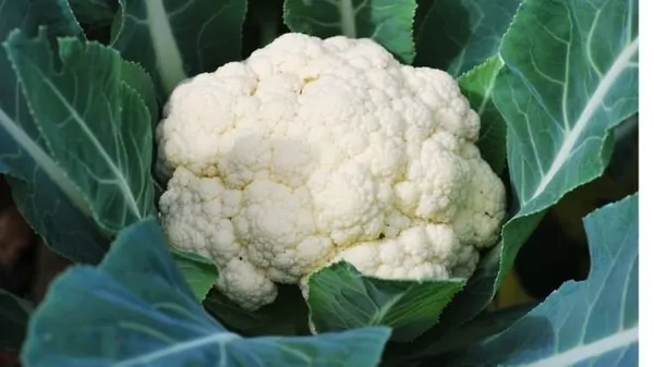 Natural_Cauliflower_Seeds_Fo_Kitchen_Garden_Pack_Of_3