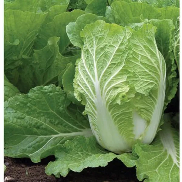 Natural_Chinese_Cabbage_Seeds_Fo_Kitchen_Garden_Pack_Of_2