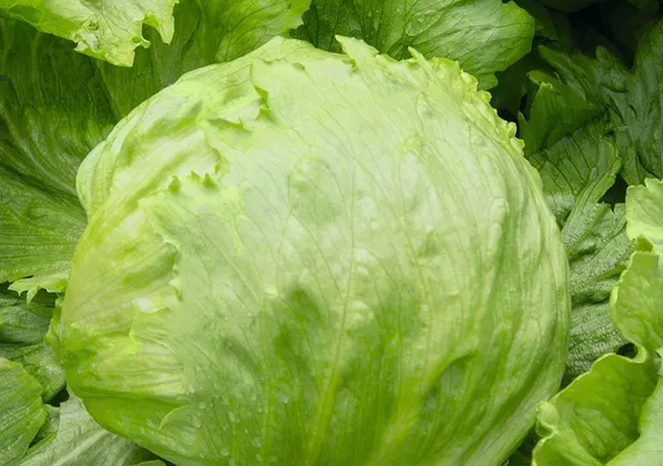 Natural_Lettuce_Seeds_Fo_Kitchen_Garden_Pack_Of_2
