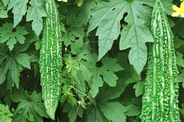 Natural_Bitter_Gourd_Seeds_Fo_Kitchen_Garden_Pack_Of_2