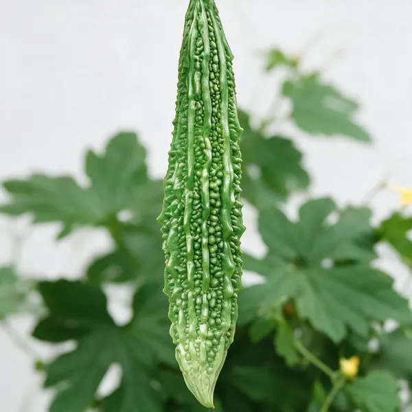 Natural_Bitter_Gourd_Seeds_Fo_Kitchen_Garden_Pack_Of_2