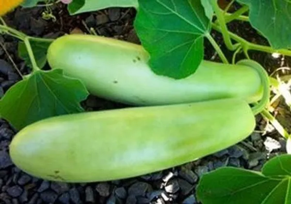 Natural_Bottle_Gourd_Seeds_Fo_Kitchen_Garden_Pack_Of_2