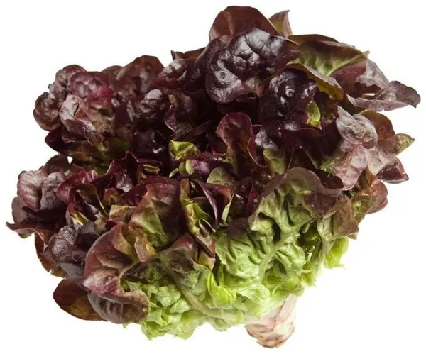 Natural_Lettuce_Seeds_Fo_Kitchen_Garden_Pack_Of_2