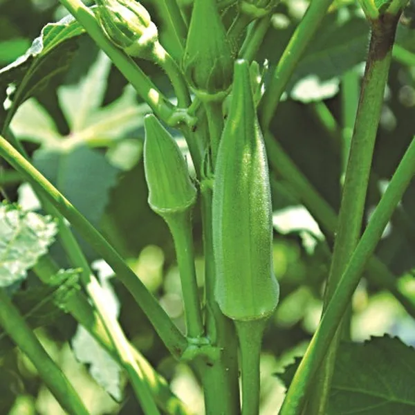 Natural_Okra_Seeds_Fo_Kitchen_Garden_Pack_Of_2