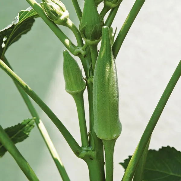 Natural_Okra_Seeds_Fo_Kitchen_Garden_Pack_Of_2