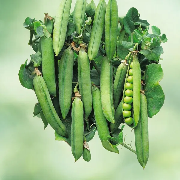 Natural_Pea_Seeds_Fo_Kitchen_Garden_Pack_Of_3