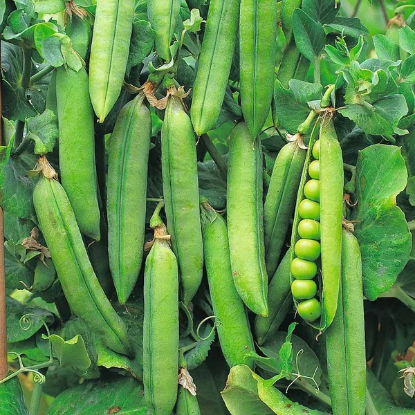 Natural_Pea_Seeds_Fo_Kitchen_Garden_Pack_Of_3