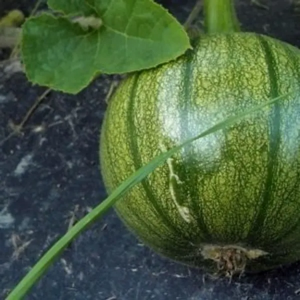 Natural_Pumpkin_Seeds_Fo_Kitchen_Garden_Pack_Of_3